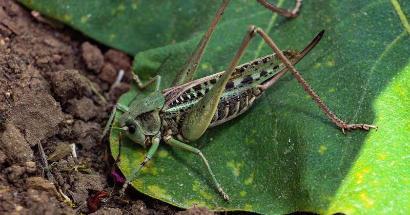 Дроны против саранчи