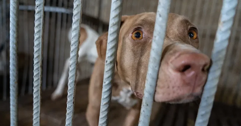 Поправки в закон о животных: депутаты приглашают несогласных к диалогу