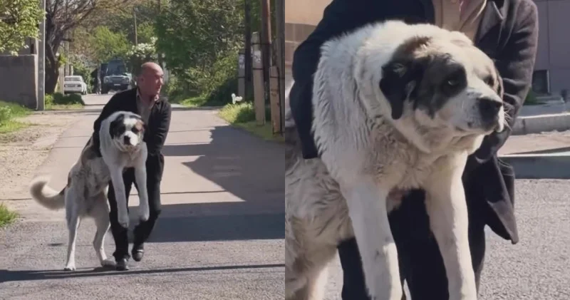 Кішкентай күшік . Салмағы адамдай алабай қазақстандықтардың назарын аударды