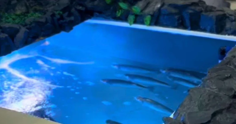 Аквакультура важный драйвер экономики