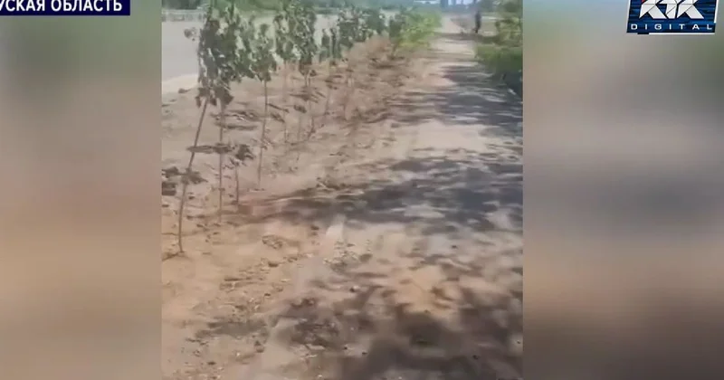 Угробили саженцы : жителей Сатпаева возмутило озеленение за десятки миллионов тенге