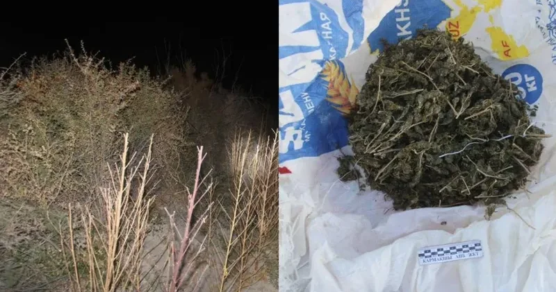 Қызылорда облысында ірі есірткі алқабы жойылды