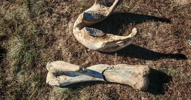 Археологи нашли в Акмолинской области 40 тысячелетние останки мамонта