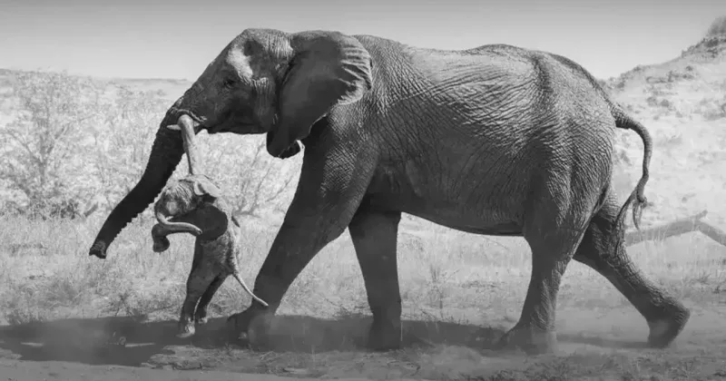 Слоновье горе: снимки победителя конкурса Wildlife Photographer Of The Year 2026 рассказывают, как скорбят слоны