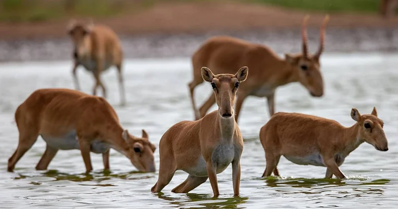 Қостанай облысында заңсыз ақбөкен атқан браконьерлер ұсталды