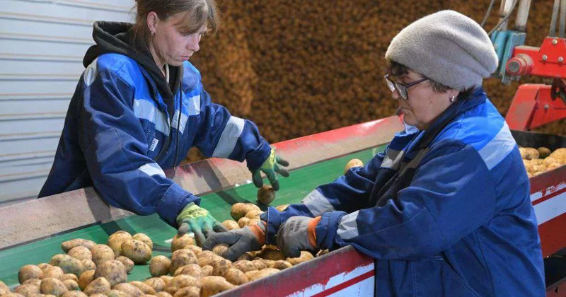 Свои чипсы и картофель фри