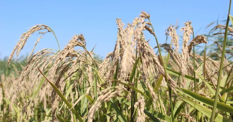 Қызылордалық ғалымдар күріш қалдығын қайта кәдеге жаратып жатыр