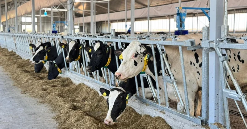 Ақмола облысында қуаттылығы жылына 30 мың бас мал болатын ет консорциумы құрылмақ