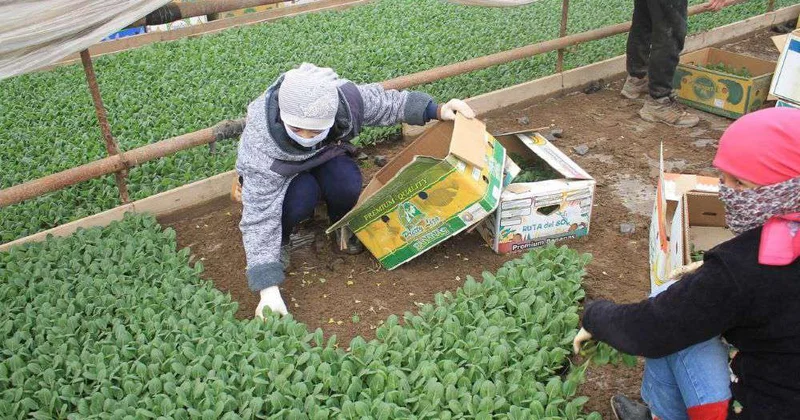 Январская свекла поспеет в апреле