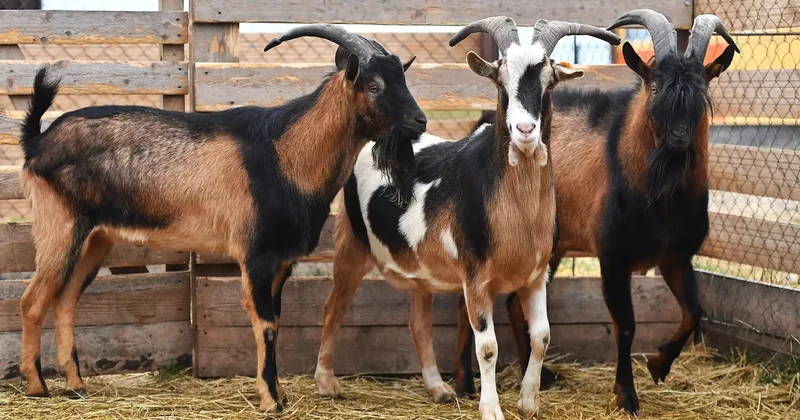 Қазақстан ет өнімдерін БАӘ мен Үндістанға экспорттауға ниетті
