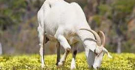 Қазақстан Үндістан мен БАӘ ге халал ет экспорттауды жоспарлап отыр