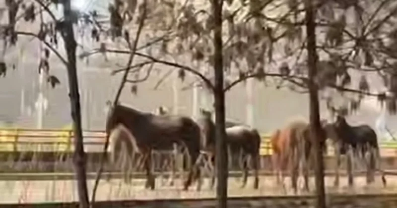 Табун лошадей прогулялся по центру Алматы