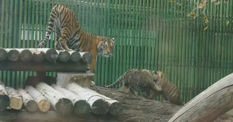 Стоимость входных билетов в зоопарк Алматы повысили