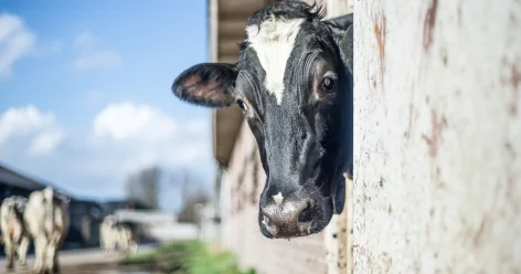 Создать отдельный закон для поддержки личных подсобных хозяйств требует депутат