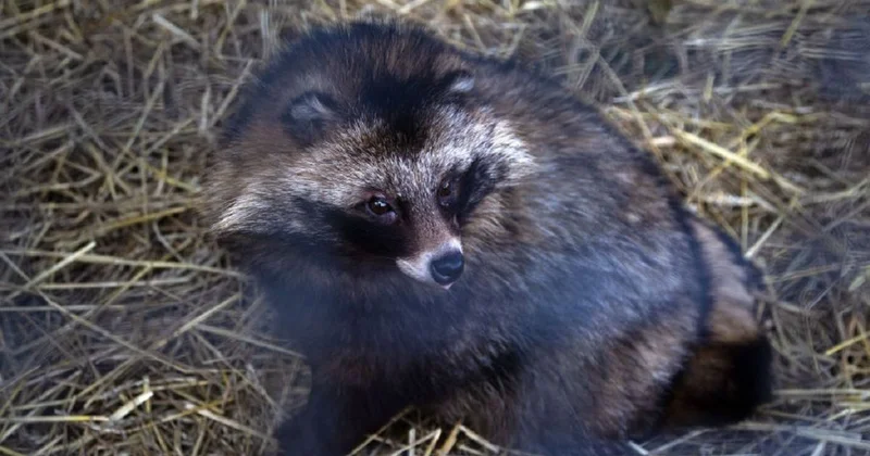 Редкую енотовидную собаку заметили на севере Казахстана (видео)