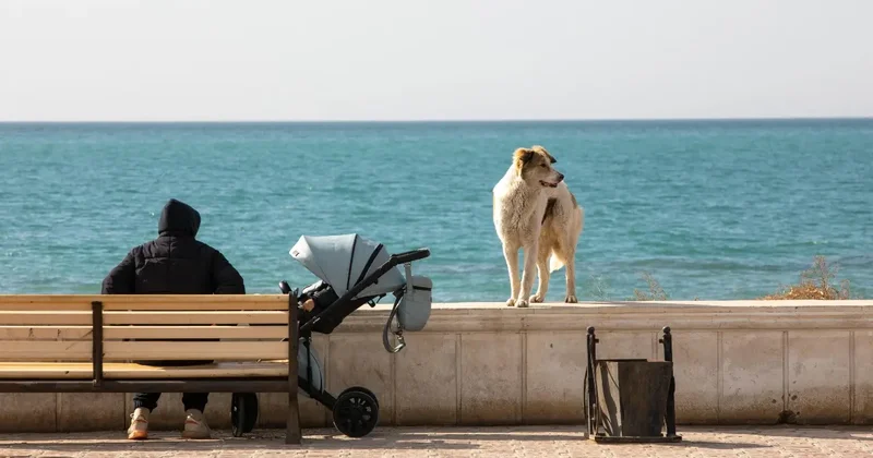 Казахстанцев пугают штрафами за кормление бездомных животных во дворах и парках