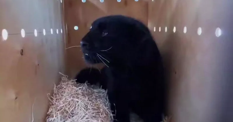 Алматы зообағына Қиыр Шығыс қабыланы әкелінді