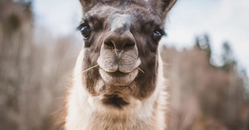 Ламы задержали вора до приезда полиции