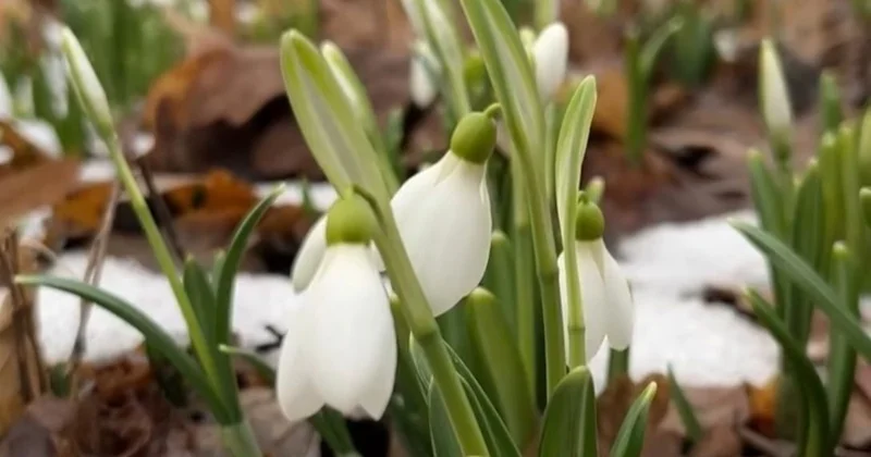 Алматының ботаникалық бағында бәйшешектер гүлдеді