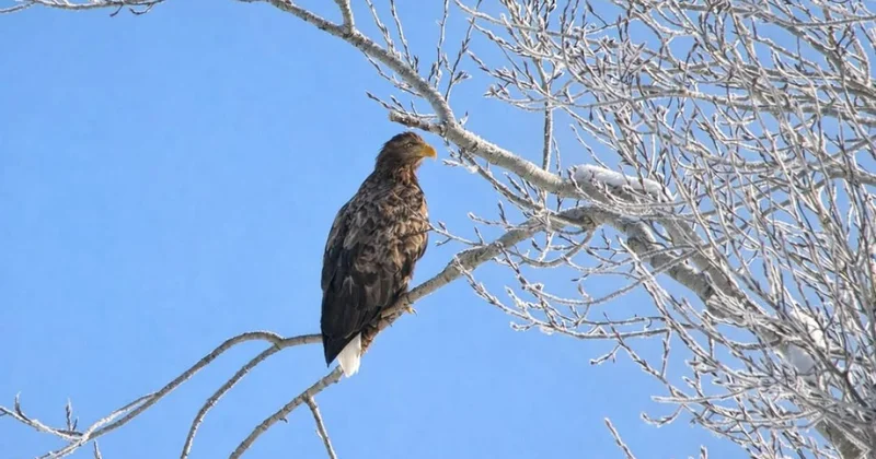 Редкого представителя пернатых хищников засняли в Катон Карагае