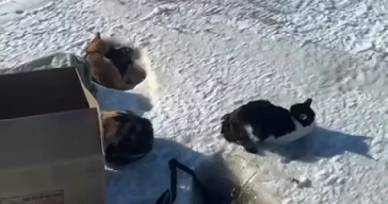 Десятки кошек выбросили умирать на трассу под Семеем полиция возбудила дело