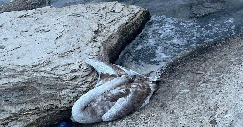 Маңғыстаулық экологтер аққулардың өліміне қатысты зерттеу нәтижесін жариялады