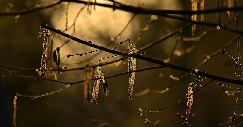 Какой будет весна 2026 года в Алматы и Алматинской области