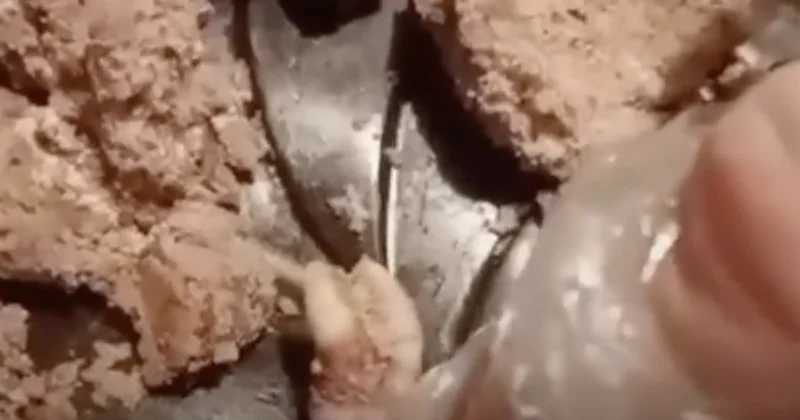 Житель СКО пожаловался на человеческий зуб в десерте, но стал фигурантом дела о вымогательстве