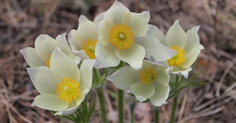 Символ весны : распустившиеся в феврале подснежники сняли на видео в Алматы