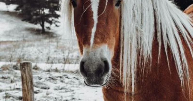 Мужчина отправился на тренировку по кокпару и не доехал в Костанайской области