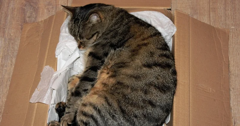 Кошек бросили в завязанных мешках на трассе Семей Караул