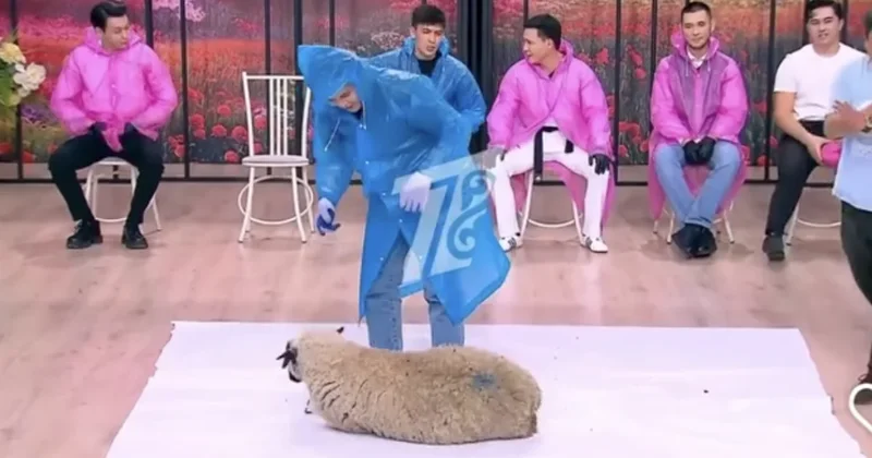 Зрители раскритиковали телешоу QosLike за издевательство над живым бараном