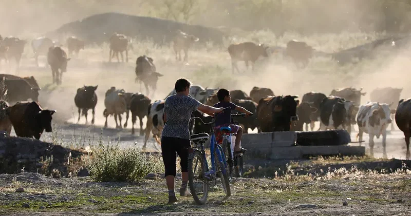 Мал шаруашылығы өсіп келеді: жаңа статистика нені көрсетеді