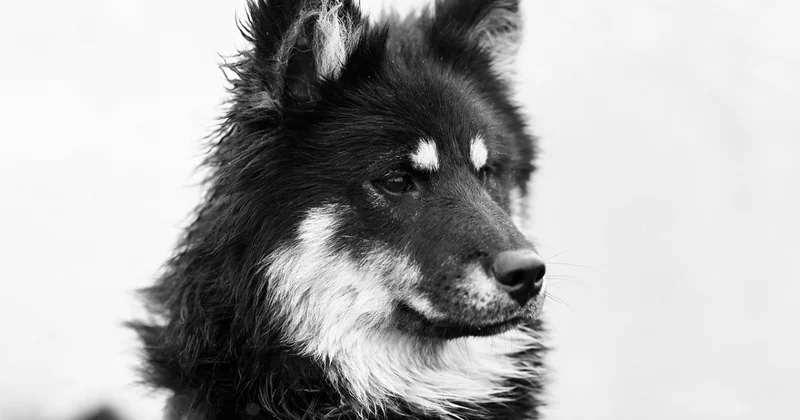 Собака набросилась на женщину в Косшы (ВИДЕО)