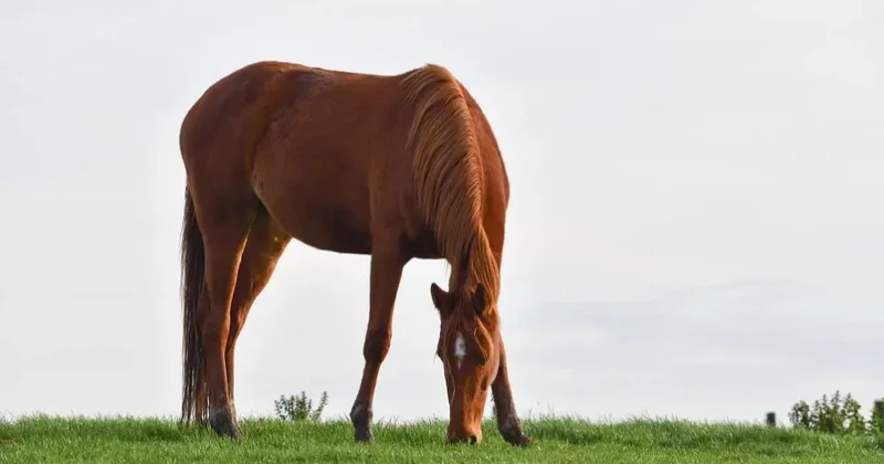Посетитель столовой в Турции обнаружил в еде микрочип скаковой лошади