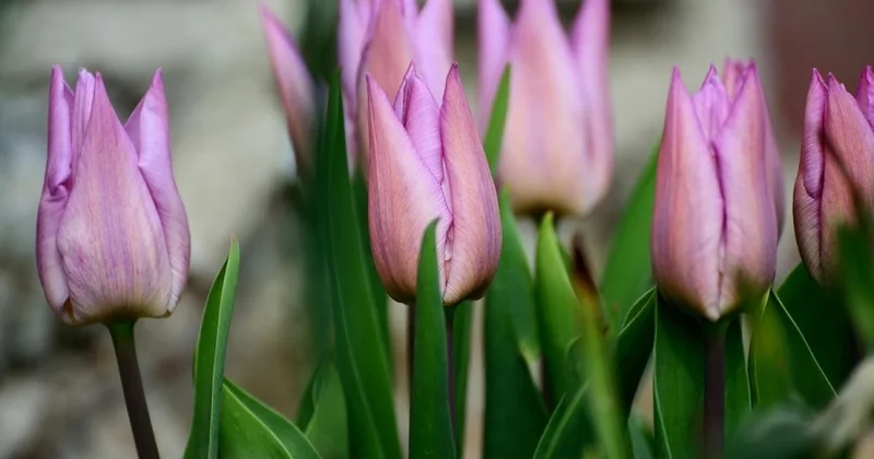 До +17 градусов потеплеет в Шымкенте