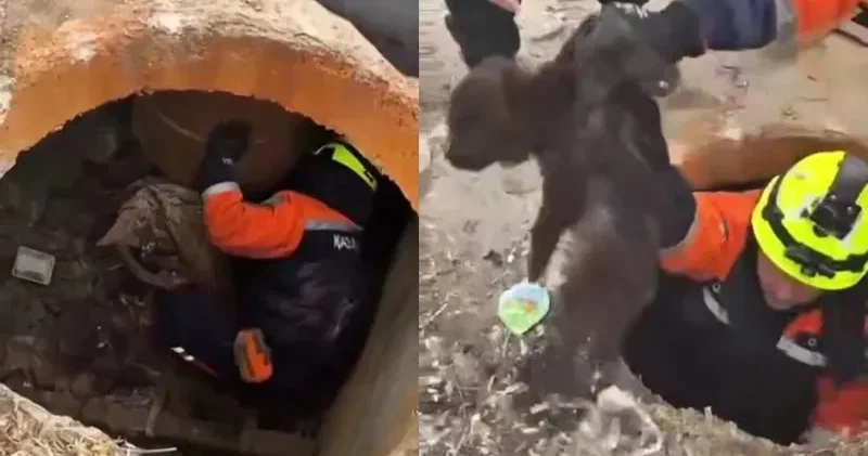 Петропавлда құтқарушылар құдыққа құлап кеткен күшікті аман алып шықты