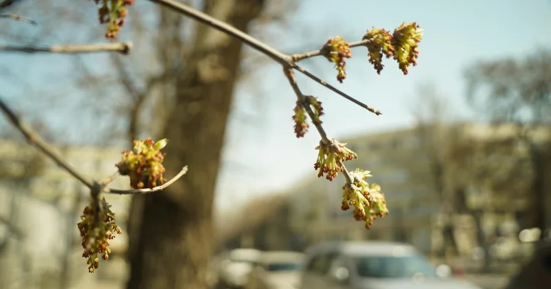 Солнечную и теплую неделею обещают синоптики жителям Шымкента