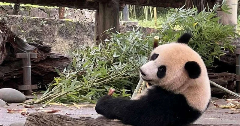 В зоопарке Пекина отмечают День панд