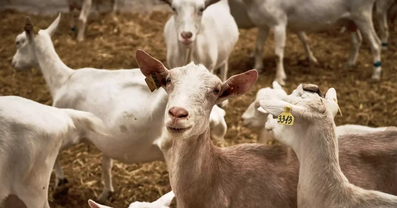 Қазақстанда ешкі мен сиырдың аналық басын экспорттауға алты айға тыйым салынды