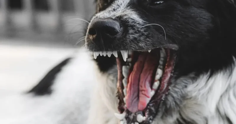 Собаки вместо соседей: жители Караганды жалуются на частный приют во дворе