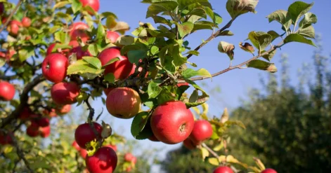 Дело о яблоневых садах Шымкента: экс главу аграрного фонда обвиняют в хищениях