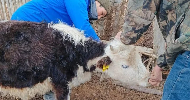 Батыс Қазақстанда 800 ден астам ірі қара бруцеллез ауруына шалдыққан