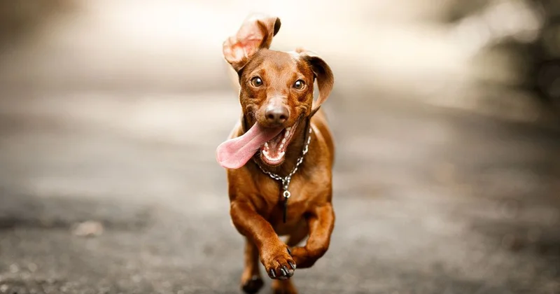 Начинается рабочий процесс : закон об эвтаназии животных поступил в сенат, заявил Ашимбаев