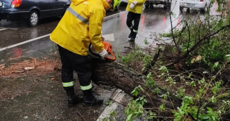 Алматы орталығында алып ағаш құлап, жолды жауып тастады