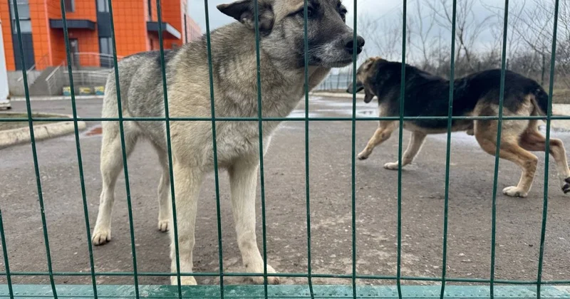 В сенате пока не готовы оценить закон об убийстве бродячих животных