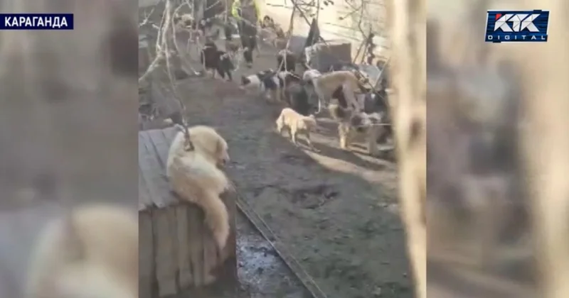 Крысы и антисанитария: жителей Караганды достала соседка со стаей собак