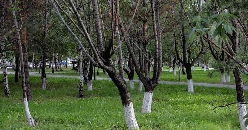 Стартовал проект по цифровому учету деревьев