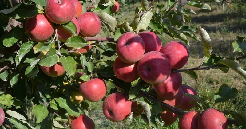 Шымкентте алма бақтарына арналған 430 млн теңгеден астам бюджет қаражаты жымқырылған