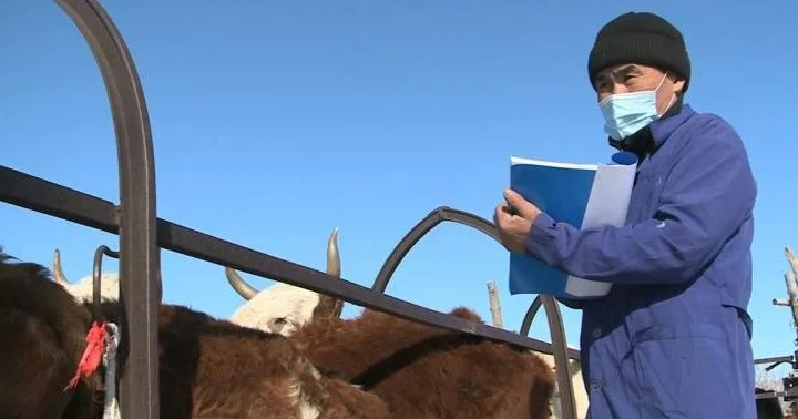 БҚО да мал ұрлығын ұйымдастырған топ құрамында ветеринарлар болған